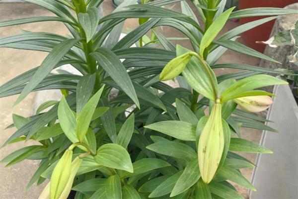 百合花的花苞与什么相似，看起来像一个小型喇叭