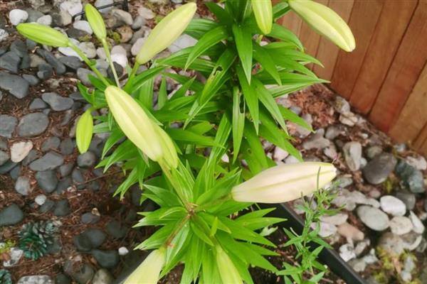 百合花的花苞与什么相似，看起来像一个小型喇叭