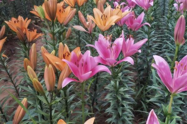 百合花的花苞与什么相似，看起来像一个小型喇叭