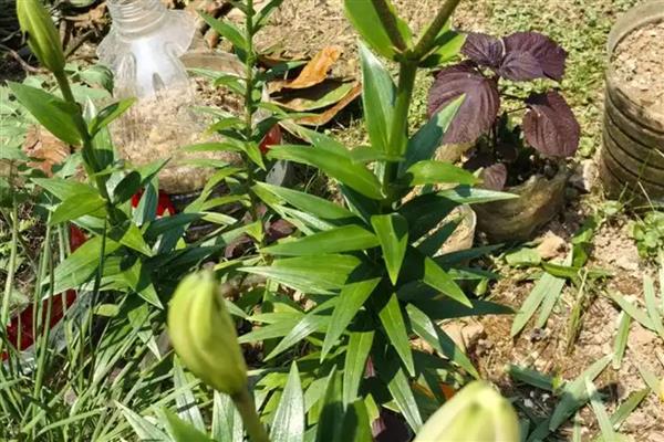 百合花的花苞与什么相似，看起来像一个小型喇叭