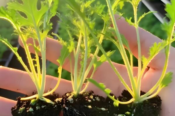 雪里红出苗所需时间，一般为10-20天左右