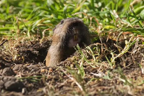地鼠有什么危害,喜欢啃食多汁植物的根部