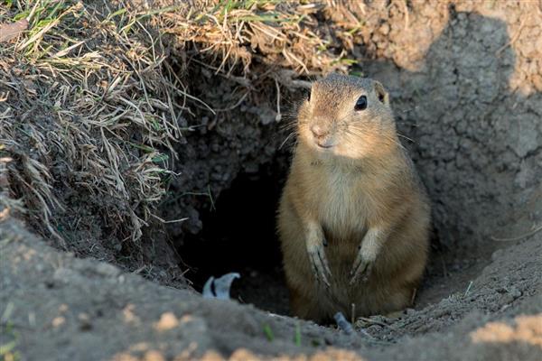 地鼠有什么危害,喜欢啃食多汁植物的根部