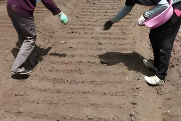 雪里红出苗所需时间，一般为10-20天左右