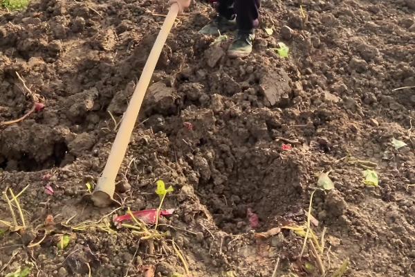 雪里红出苗所需时间，一般为10-20天左右