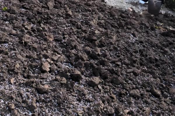 雪里红出苗所需时间，一般为10-20天左右