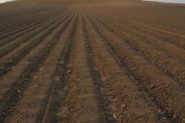 雪里红出苗所需时间，一般为10-20天左右