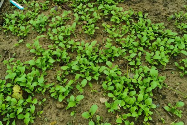 雪里红出苗所需时间，一般为10-20天左右