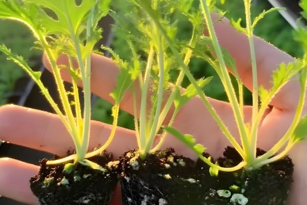 雪里红出苗所需时间，一般为10-20天左右