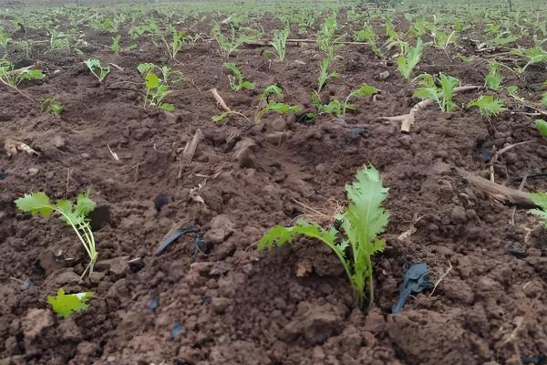 雪里红出苗所需时间，一般为10-20天左右