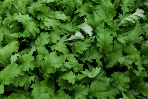 雪里红出苗所需时间，一般为10-20天左右