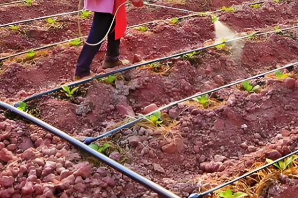 雪里红出苗所需时间，一般为10-20天左右