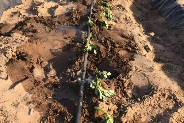 雪里红出苗所需时间，一般为10-20天左右