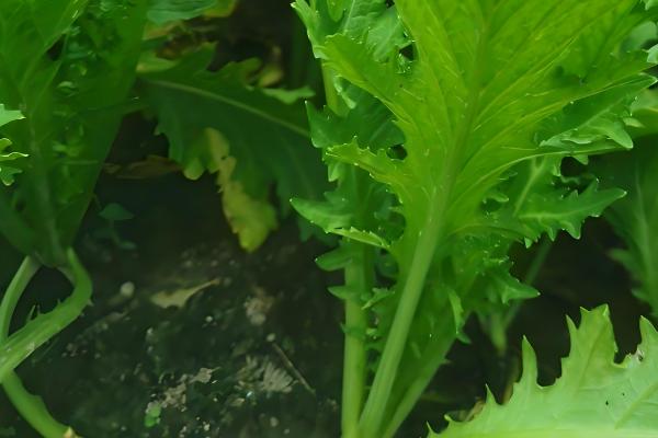 雪里红出苗所需时间，一般为10-20天左右