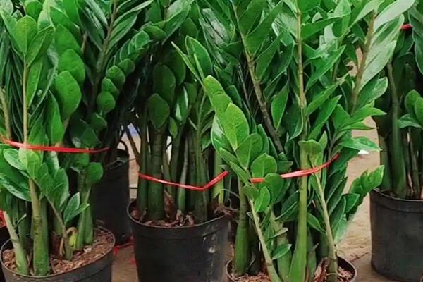 金钱树的价格，会受到株高的影响