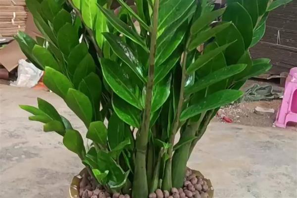 金钱树的价格，会受到株高的影响