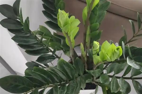 金钱树的价格，会受到株高的影响