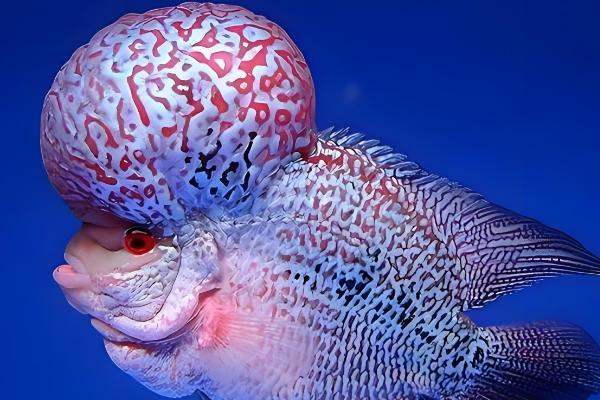 罗汉鱼是哪种鱼,因头部隆起酷似罗汉而得名