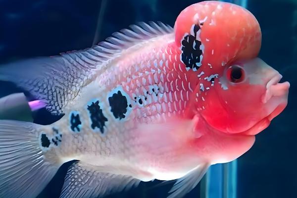 罗汉鱼是哪种鱼,因头部隆起酷似罗汉而得名