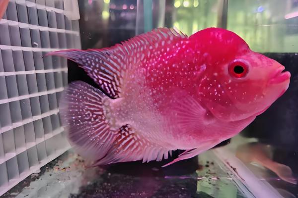 罗汉鱼是哪种鱼,因头部隆起酷似罗汉而得名