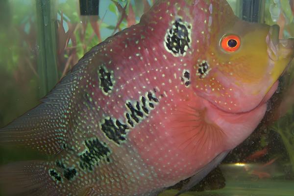 罗汉鱼是哪种鱼,因头部隆起酷似罗汉而得名