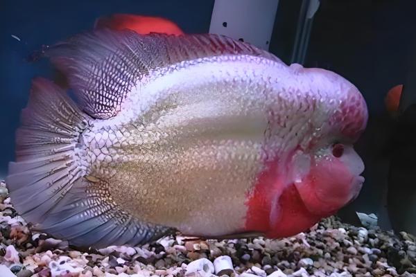 罗汉鱼是哪种鱼,因头部隆起酷似罗汉而得名