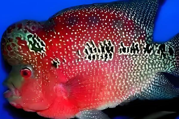 罗汉鱼是哪种鱼,因头部隆起酷似罗汉而得名