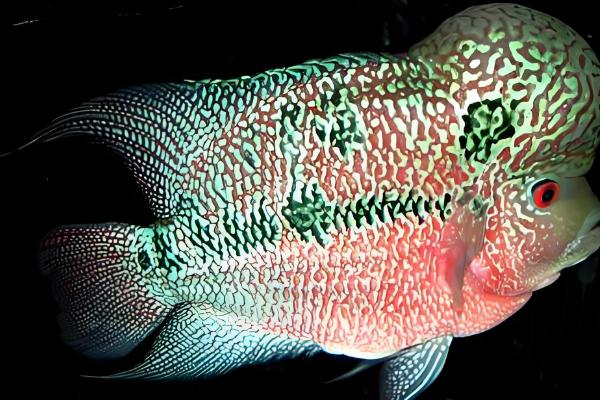 罗汉鱼是哪种鱼,因头部隆起酷似罗汉而得名