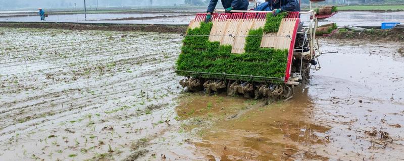 水稻机械化插秧的技术,插秧作业前要检查调试机器