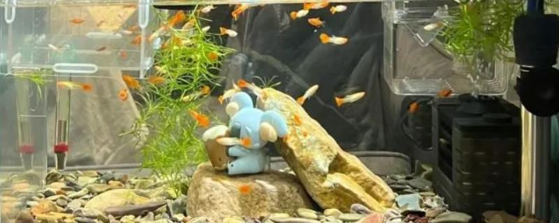 夏天养鱼的注意事项，一定要提高溶氧