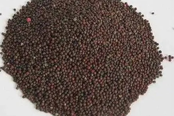 农业蔬菜的种植技术，按照适宜的密度进行播种