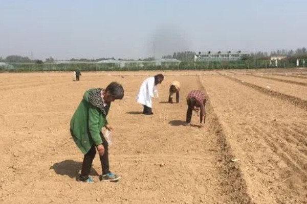 农业蔬菜的种植技术，按照适宜的密度进行播种