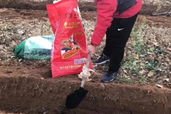 农业蔬菜的种植技术，按照适宜的密度进行播种