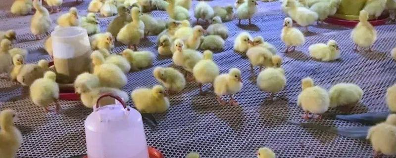 小鸭子的主食，雏鸭可饲喂米饭