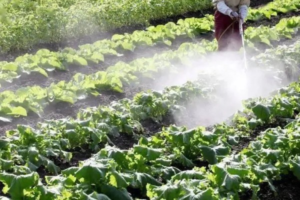 农业蔬菜的种植技术，按照适宜的密度进行播种