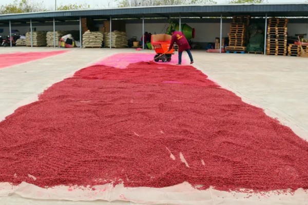 农业蔬菜的种植技术，按照适宜的密度进行播种