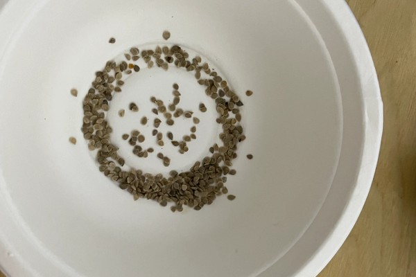 农业蔬菜的种植技术，按照适宜的密度进行播种