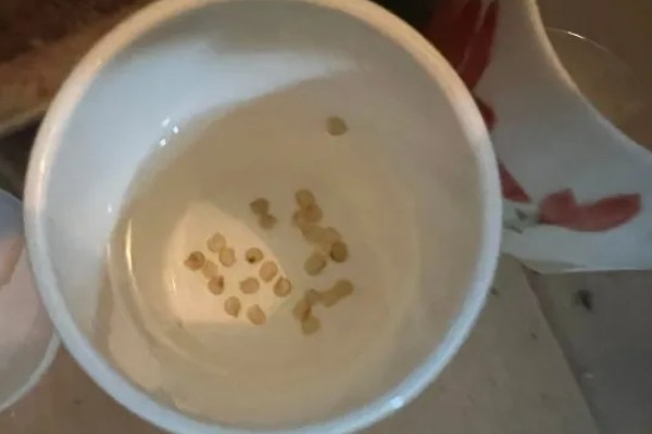 农业蔬菜的种植技术，按照适宜的密度进行播种