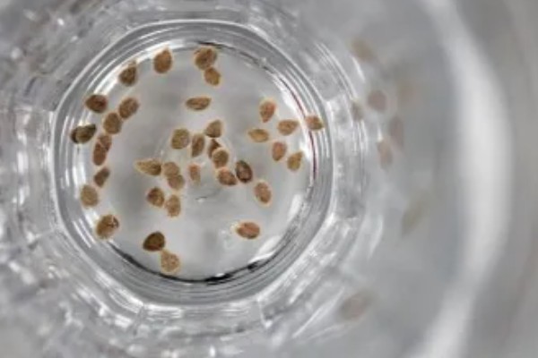 农业蔬菜的种植技术，按照适宜的密度进行播种