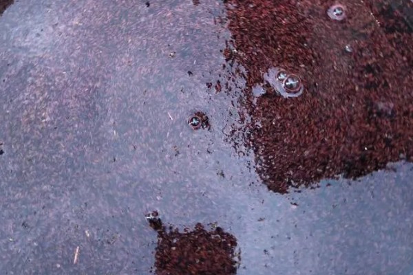 农业蔬菜的种植技术，按照适宜的密度进行播种