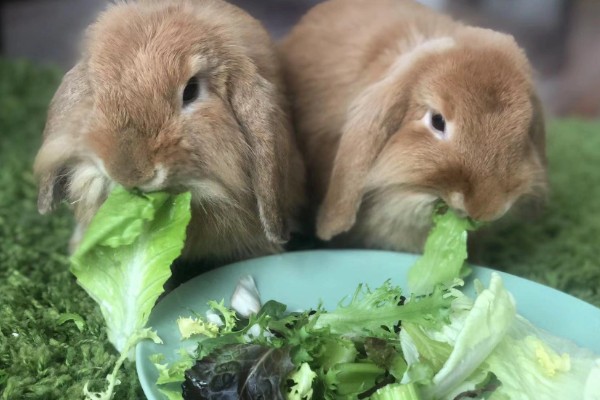 宠物兔不愿意回笼怎么处理,可以尝试用美食诱惑回笼