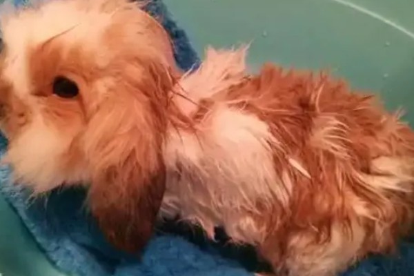 宠物兔不愿意回笼怎么处理,可以尝试用美食诱惑回笼