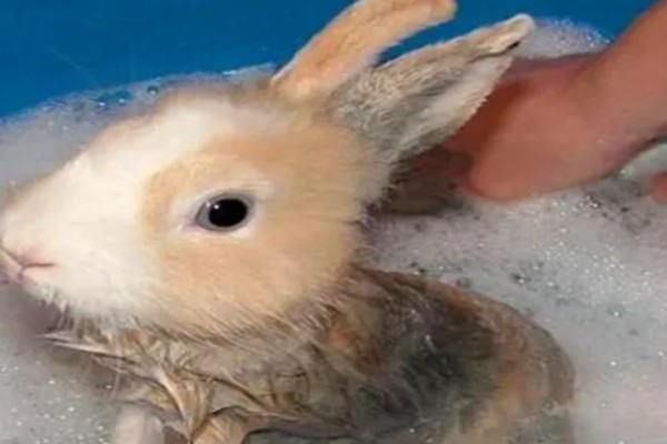 宠物兔不愿意回笼怎么处理,可以尝试用美食诱惑回笼