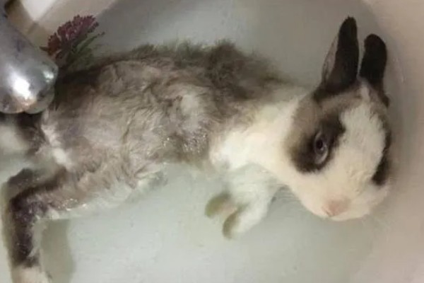 宠物兔不愿意回笼怎么处理,可以尝试用美食诱惑回笼