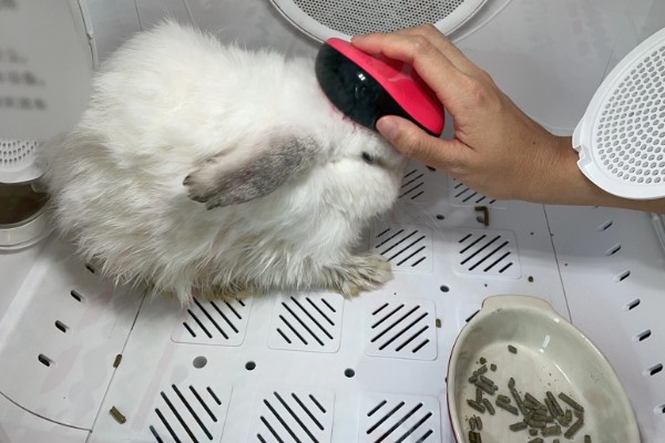 宠物兔不愿意回笼怎么处理,可以尝试用美食诱惑回笼