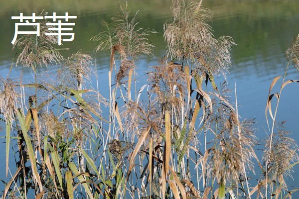 能净化水质的水草有哪些，常见的有芦苇、水葫芦等