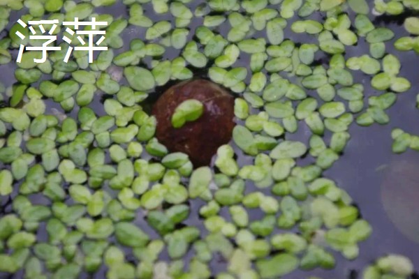 能净化水质的水草有哪些，常见的有芦苇、水葫芦等