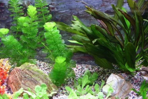 能净化水质的水草有哪些，常见的有芦苇、水葫芦等