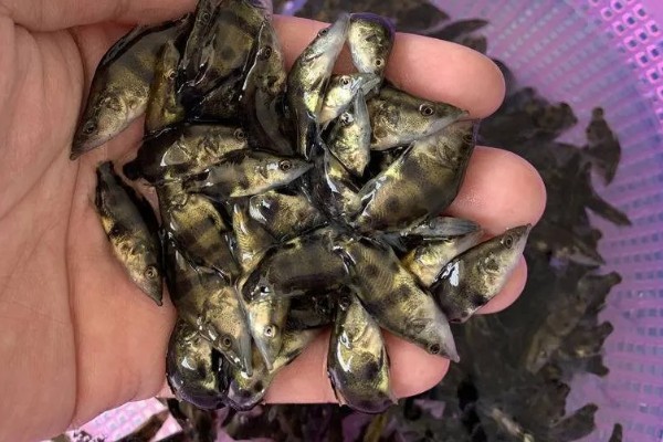 鳜鱼的养殖注意事项,一定要控制好放养密度