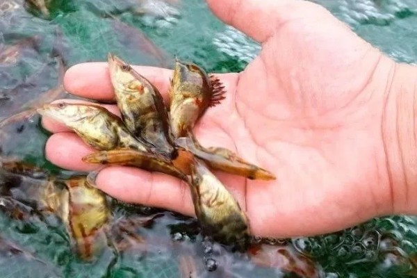 鳜鱼的养殖注意事项,一定要控制好放养密度